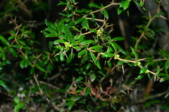 Berberis nantoensis