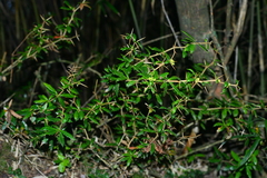 Berberis nantoensis