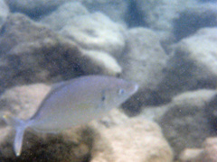 Pseudocaranx dentex