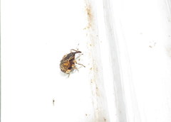 Conotrachelus anaglypticus