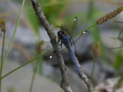 Libellula cyanea
