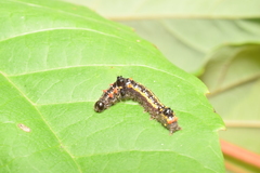 Clostera anastomosis