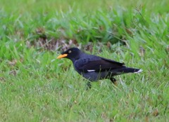 Acridotheres javanicus
