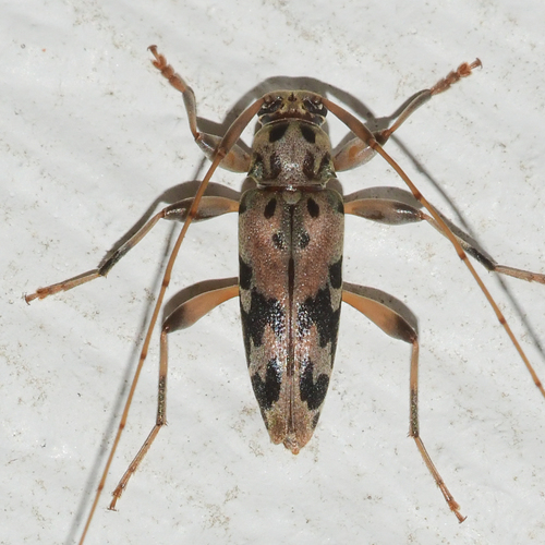 Brown-spotted Long-horned Beetle
