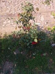 Rosa