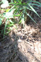 Chasmanthium nitidum