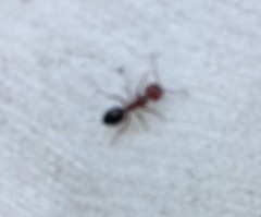 Camponotus lateralis