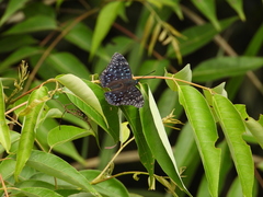 Dichorragia nesimachus formosanus