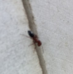 Camponotus lateralis