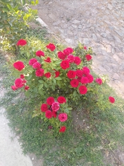 Rosa