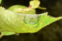 Aoaraneus pentagrammicus