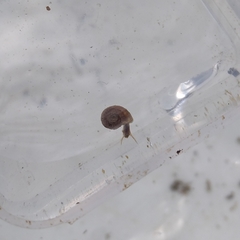 Planorbarius corneus