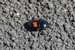 Margarinotus bipustulatus