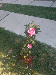 Rosa
