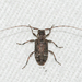 Sternidius punctatus - Photo (c) Royal Tyler, algunos derechos reservados (CC BY-NC-SA), subido por Royal Tyler
