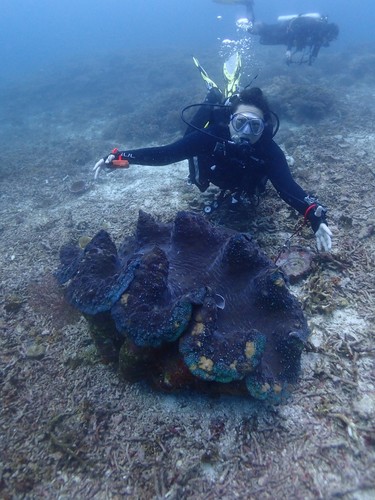 Gigas Giant Clam — seen at this dive site