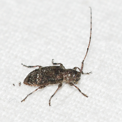 Sternidius punctatus