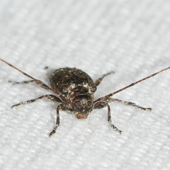 Sternidius punctatus