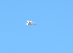 Ardea alba