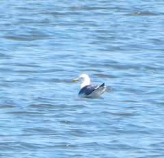 Larus fuscus barabensis
