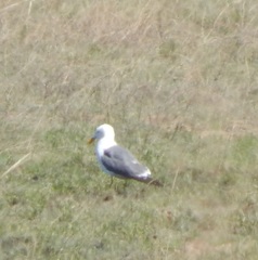 Larus fuscus barabensis