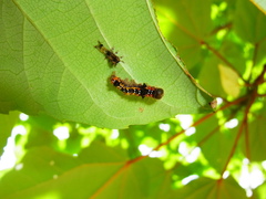 Clostera anastomosis