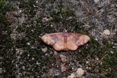 Metallaxis semipurpurascens