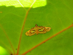 Paracymoriza prodigalis