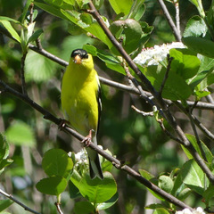 Spinus tristis