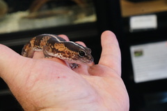 Fat-Tail Gecko photo 5