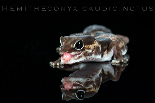 West African Fat-tailed Gecko