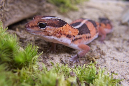 West African Fat-tailed Gecko