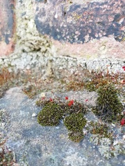 Bryophyta