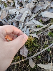 Climacium dendroides