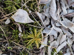 Climacium dendroides