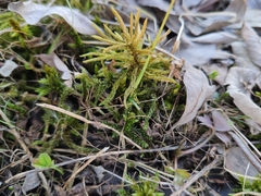 Climacium dendroides