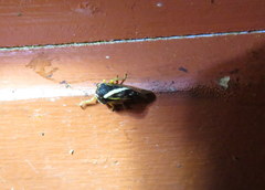 Smilia camelus