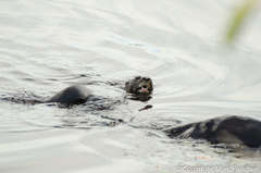 Hydrictis maculicollis