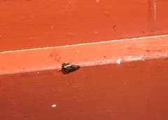 Smilia camelus