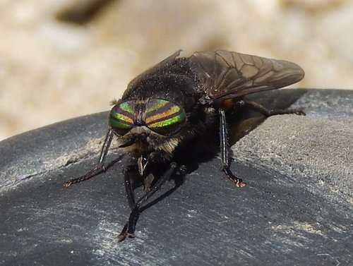 Hybomitra aterrima