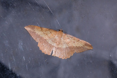 Pseudonadagara semicolor