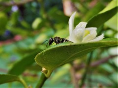 Paratrigona