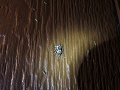 Leptostylus asperatus