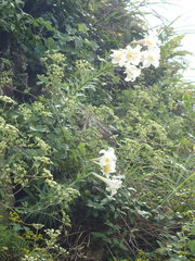 Lilium longiflorum scabrum