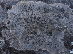 Rhizocarpon reductum