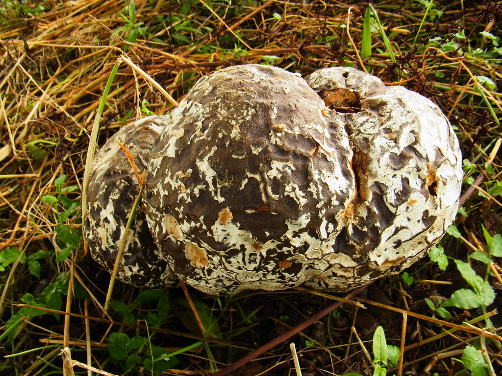 Calvatia nipponica · July 2015 · photo: © heikindai_87 (iNaturalist, cc0)