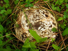 Calvatia nipponica