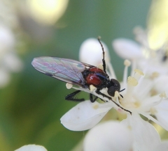 Dilophus pectoralis