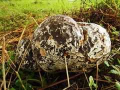 Calvatia nipponica