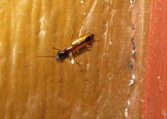 Leptotrachelus dorsalis